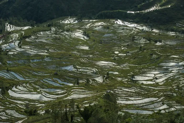 Framed Print : Fashioned over hundreds of years by the Hani, these terraces in Yunnan cover an area Framed Print : Fashioned over hundreds of years by the Hani, these terraces in Yunnan cover an area