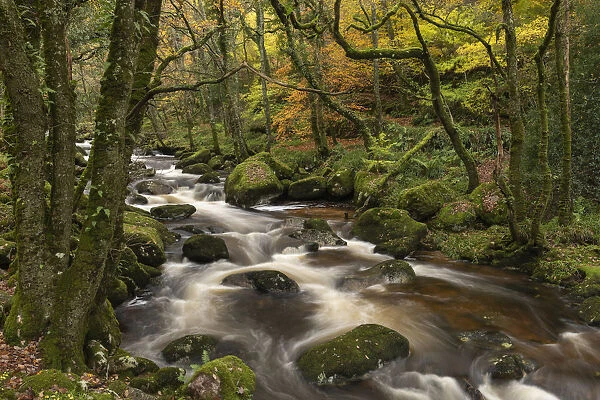 Fast flowing woodland stream, Dartmoor National Park, Devon, England, United Kingdom