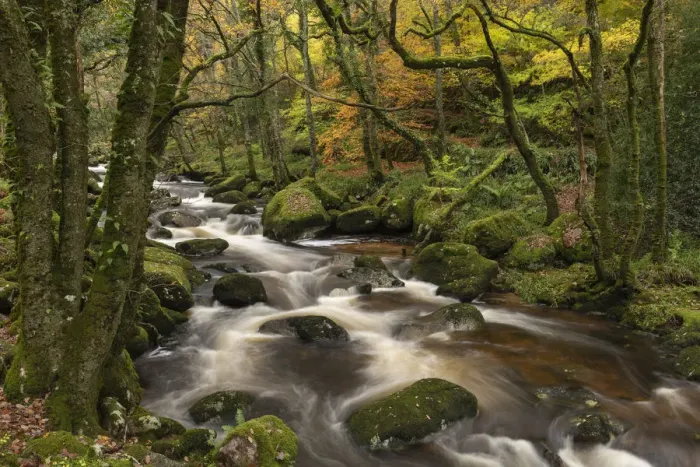 Framed Print : Fast flowing woodland stream, Dartmoor National Park, Devon, England, United Kingdom