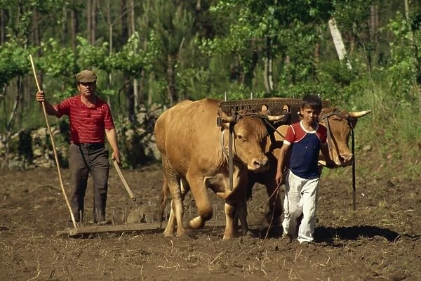Father and son leading cattle used for raking a field