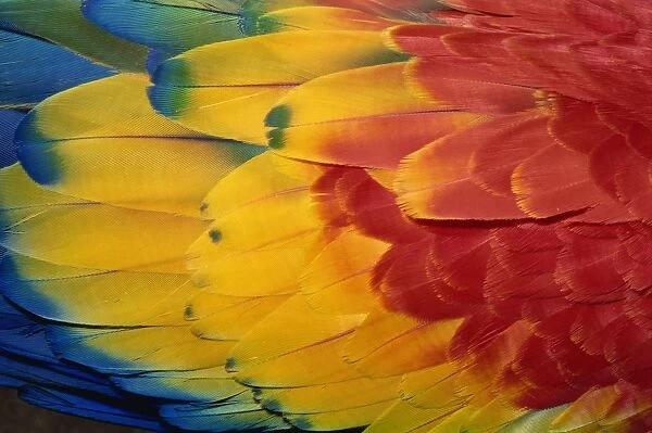 Feathers of scarlet macaw, Guatemala, Central America