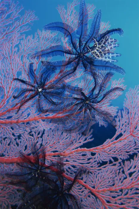 Framed Print : Featherstars feeding in current on red gorgonian Framed Print : Featherstars feeding in current on red gorgonian