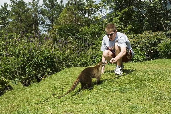Feeding a coati mundi in the grounds of Arenal Observatory Lodge, Arenal