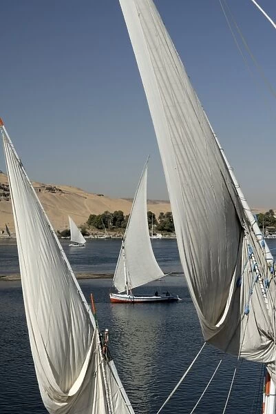 Fellucas, Aswan, Egypt, North Africa, Africa