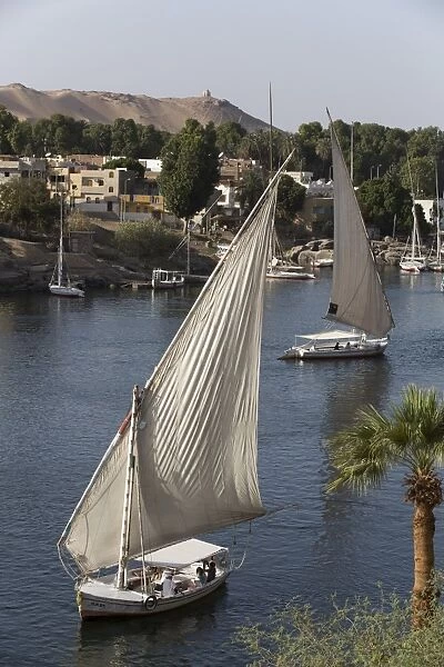 Feluccas sailing on the River Nile, Aswan, Egypt, North Africa, Africa