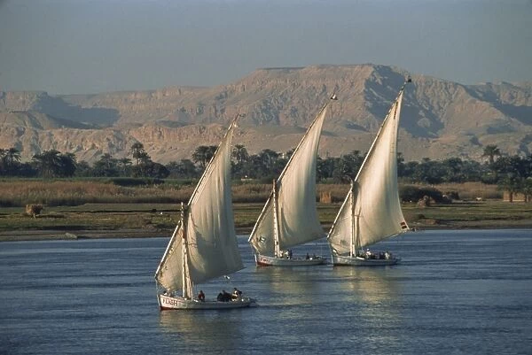 Three feluccas sailing on the River Nile, Egypt, North Africa, Africa