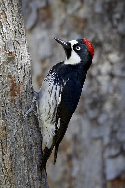 Female acorn woodpecker (Melanerpes formicivorus), Chiricahuas, Coronado National Forest