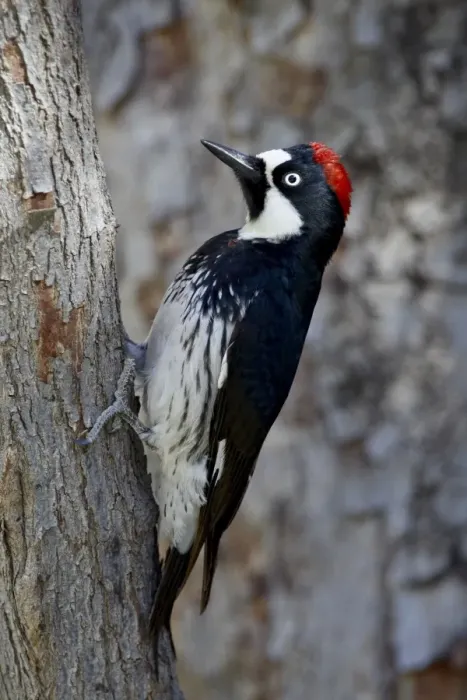 Framed Print : Female acorn woodpecker (Melanerpes formicivorus), Chiricahuas, Coronado National Forest Framed Print : Female acorn woodpecker (Melanerpes formicivorus), Chiricahuas, Coronado National Forest