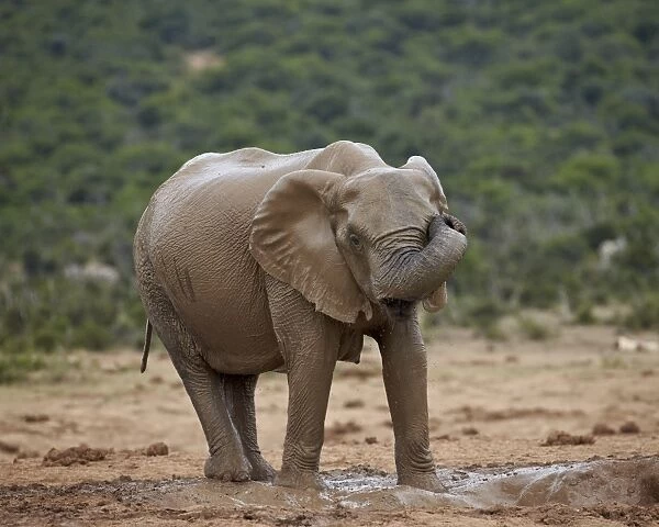 Female African elephant (Loxodonta africana) rubbing her eye while mud bathing, Addo Elephant National Park, South Africa, Africa
