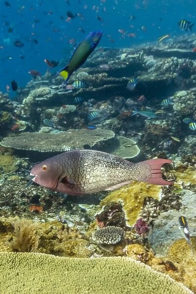 Female bicolor parrotfish (Cetoscarus bicolor), Batu Bolong Island, Komodo Island National Park, Indonesia, Southeast Asia, Asia