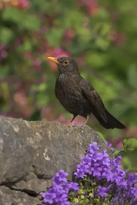 Framed Print : Female blackbird (Turdus merula), on garden wall in early summer, United Kingdom, Europe Framed Print : Female blackbird (Turdus merula), on garden wall in early summer, United Kingdom, Europe