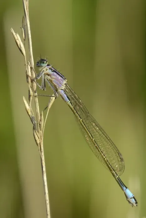 Framed Print : Female blue-tailed damselfly (Ischnura elegans), violet form, resting on a dried grass stem