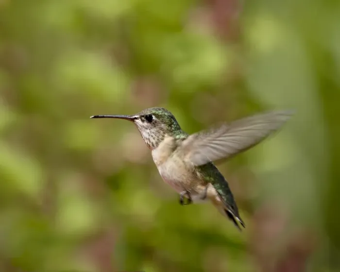 Framed Print : Female calliope Hummingbird (Stellula calliope) hovering, near Oliver, British Columbia Framed Print : Female calliope Hummingbird (Stellula calliope) hovering, near Oliver, British Columbia