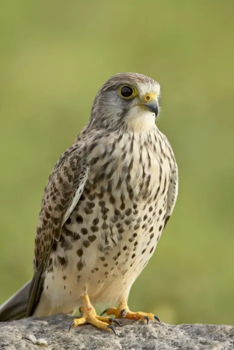 Framed Print : Female common kestrel (Falco tinnunculus), Serengeti National Park, Tanzania