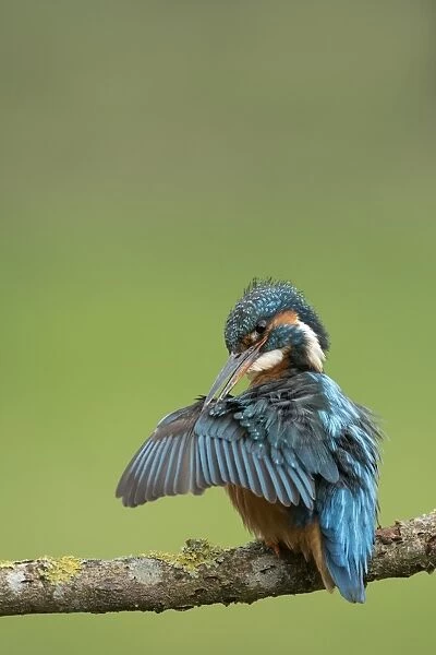 Female common kingfisher (Eurasian kingfisher) (Alcedo atthis) preening wings in West Yorkshire