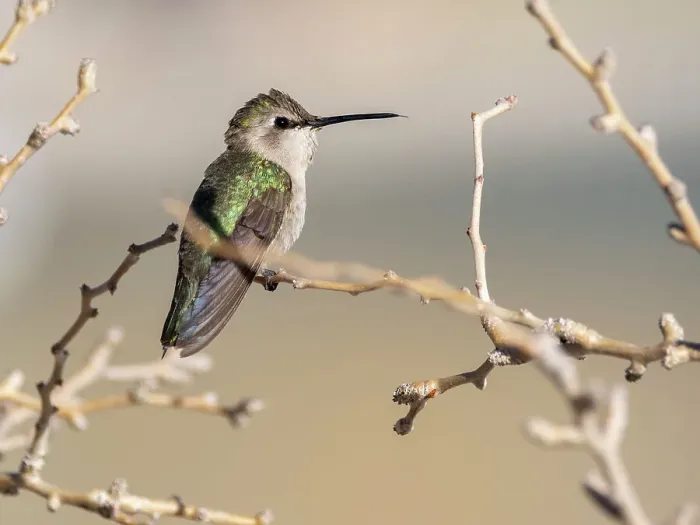 Framed Print : Female Costa's hummingbird (Calypte costae), in Bahia Concepcion, Baja California Sur, Sea of Cortez, Mexico, North America