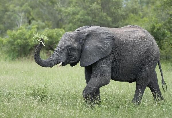 Female elephant (Loxodonta africana) holding foliage in her trunk in Sabi Sands, Greater Kruger