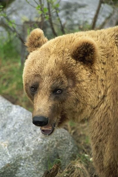 Female European brown bear, Ranua Wildlife Park, Finland, Scandinavia, Europe