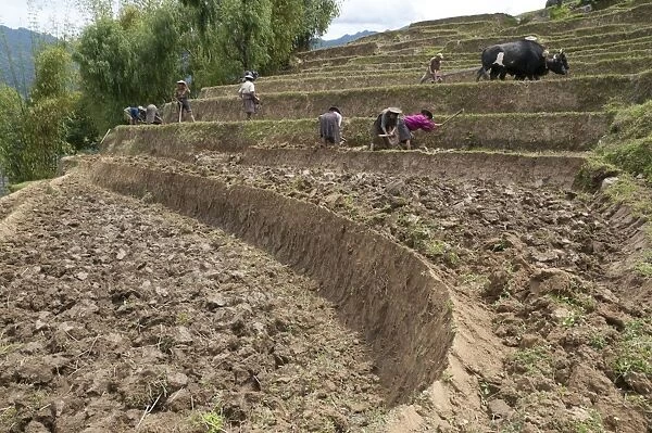 Female farmers at work in rice terraces, Radi, Eastern Bhutan, Bhutan, Asia