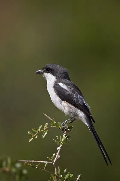 Female fiscal shrike (common fisca) (Lanius collaris), Addo Elephant National Park, South Africa, Africa