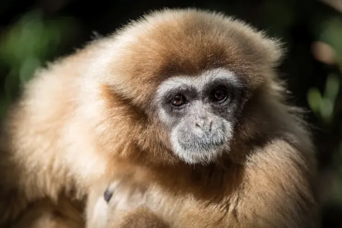 Framed Print : Female Gibbon at Monkeyland Primate Sanctuary in Plettenberg Bay, South Africa. Africa Framed Print : Female Gibbon at Monkeyland Primate Sanctuary in Plettenberg Bay, South Africa. Africa