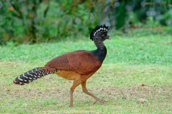 Framed Print : Female Great Curassow (Crax rubra) walking on grass, Costa Rica Framed Print : Female Great Curassow (Crax rubra) walking on grass, Costa Rica