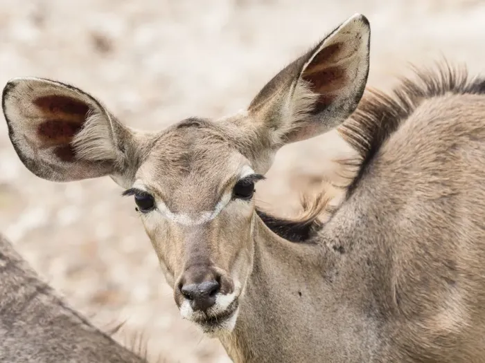 Framed Print : Female greater kudu (Tragelaphus strepsiceros), Chobe National Park, Botswana, Africa