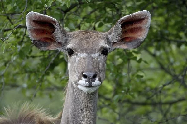 Female Greater Kudu (Tragelaphus strepsiceros), Imfolozi Game Reserve, South Africa