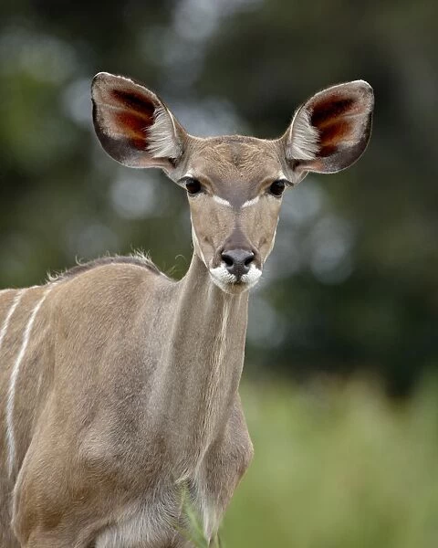Female Greater Kudu (Tragelaphus strepsiceros), Kruger National Park, South Africa