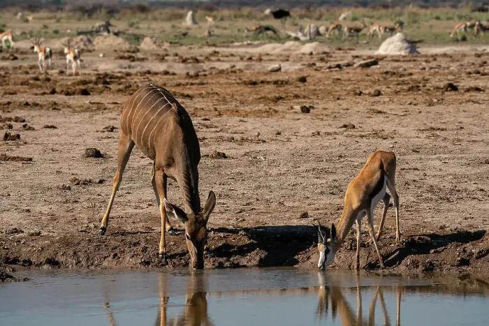 Framed Print : A female greater kudu (Tragelaphus strepsiceros) and springbok (Antidorcas marsupialis) drinking at a waterhole, Nxai Pan National Park, Botswana, Africa Framed Print : A female greater kudu (Tragelaphus strepsiceros) and springbok (Antidorcas marsupialis) drinking at a waterhole, Nxai Pan National Park, Botswana, Africa