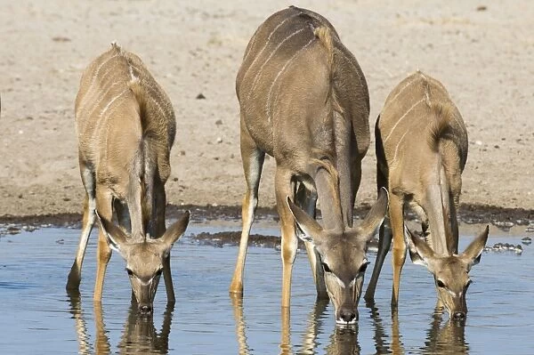 Female greater kudu and young (Tragelaphus strepsiceros) drinking at waterhole, Botswana