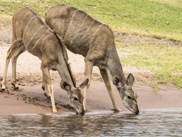 Framed Print : Female greater kudus (Tragelaphus strepsiceros), drinking water in Chobe National Park Framed Print : Female greater kudus (Tragelaphus strepsiceros), drinking water in Chobe National Park