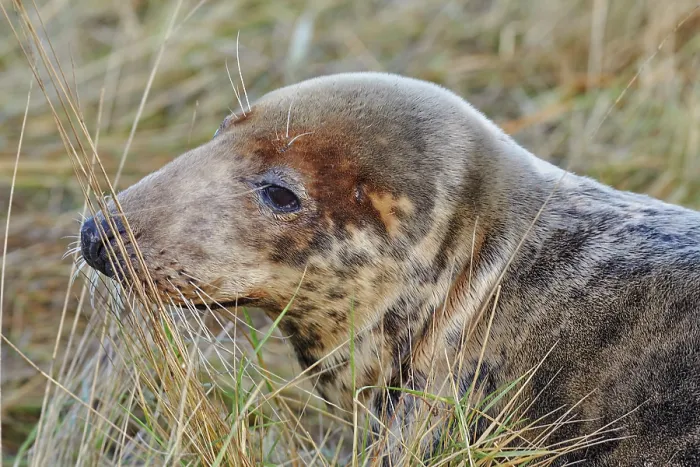 Framed Print : A female Grey Seal (Halichoerus grypus) on the shore in winter, at Donna Nook Nature Reserve, on the North Sea coast of Lincolnshire, Great Britain Framed Print : A female Grey Seal (Halichoerus grypus) on the shore in winter, at Donna Nook Nature Reserve, on the North Sea coast of Lincolnshire, Great Britain