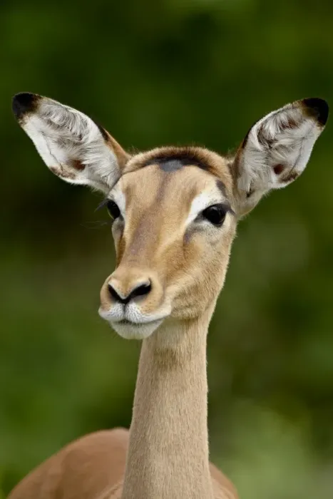 Framed Print : Female Impala (Aepyceros melampus), Kruger National Park, South Africa, Africa Framed Print : Female Impala (Aepyceros melampus), Kruger National Park, South Africa, Africa