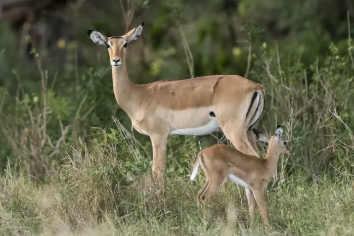 Framed Print : A female impala (Aepyceros melampus) with its calf, Kenya, East Africa, Africa Framed Print : A female impala (Aepyceros melampus) with its calf, Kenya, East Africa, Africa