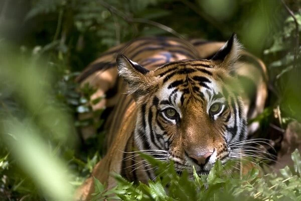Female Indian Tiger