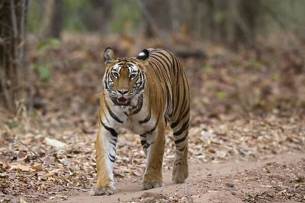 Female Indian tiger (Bengal tiger) (Panthera tigris tigris)
