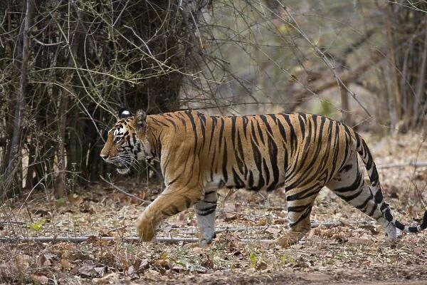 Female Indian tiger (Bengal tiger) (Panthera tigris tigris)