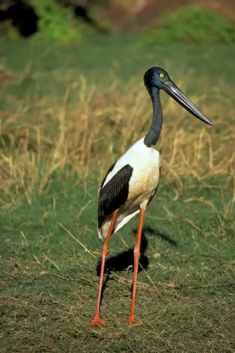 Framed Print : Female jabiru (black necked stork) (Ephippiorhynchus asiaticus), Western Australia Framed Print : Female jabiru (black necked stork) (Ephippiorhynchus asiaticus), Western Australia