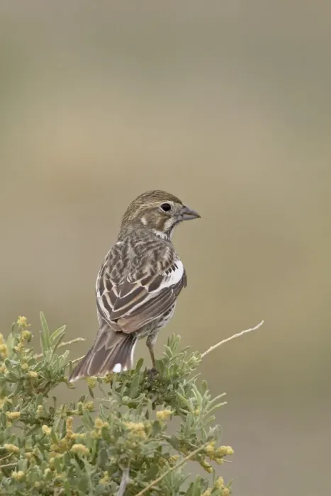 Framed Print : Female lark bunting (Calamospiza melanocorys), Pawnee National Grassland Framed Print : Female lark bunting (Calamospiza melanocorys), Pawnee National Grassland