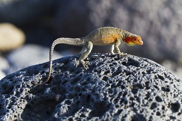 Female lava lizard (Microlophus spp), Las Bachas, Santa Cruz Island, Galapagos Islands, Ecuador, South America