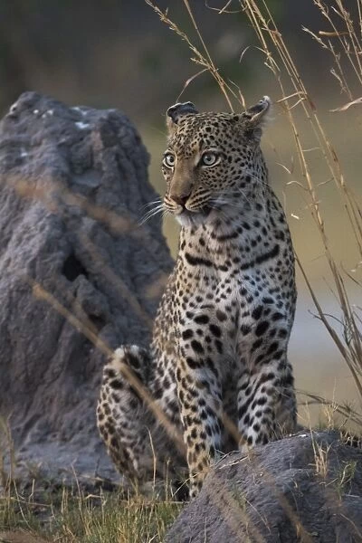 A female leopard (Panthera pardus) standing on a termite mound in the early evening