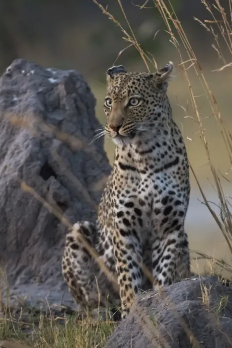 Framed Print : A female leopard (Panthera pardus) standing on a termite mound in the early evening Framed Print : A female leopard (Panthera pardus) standing on a termite mound in the early evening