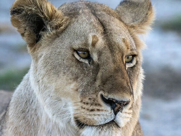 A female lion (Panthera leo), face detail, Serengeti National Park, Tanzania, East Africa