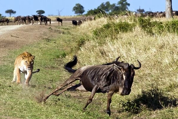 Female lion (Panthera leo) hunting wildebeest, Masai Mara National Reserve