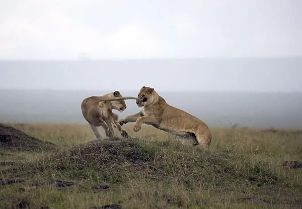 Female lion (Panthera leo), Masai Mara National Reserve, Kenya, East Africa, Africa