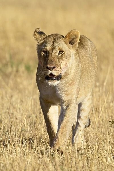 Female lion (Panthera leo) walking through dry grass
