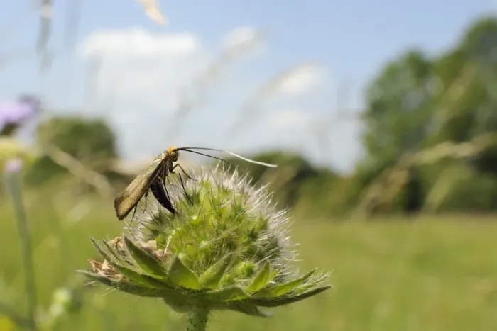 Framed Print : Female longhorn moth (Nemophora metallica), laying eggs in field scabious (Knautia arvensis) seedhead, UK Framed Print : Female longhorn moth (Nemophora metallica), laying eggs in field scabious (Knautia arvensis) seedhead, UK