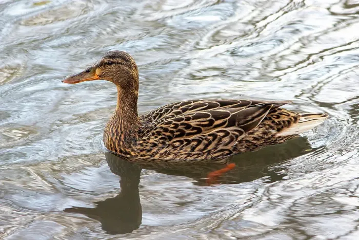 Framed Print : Female Mallard Duck (Anas platyrhynchos), East Sussex, England, United Kingdom, Europe Framed Print : Female Mallard Duck (Anas platyrhynchos), East Sussex, England, United Kingdom, Europe