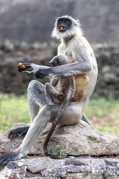 Female monkey with baby eating sweet in Daulatabad, Maharashtra, India, Asia